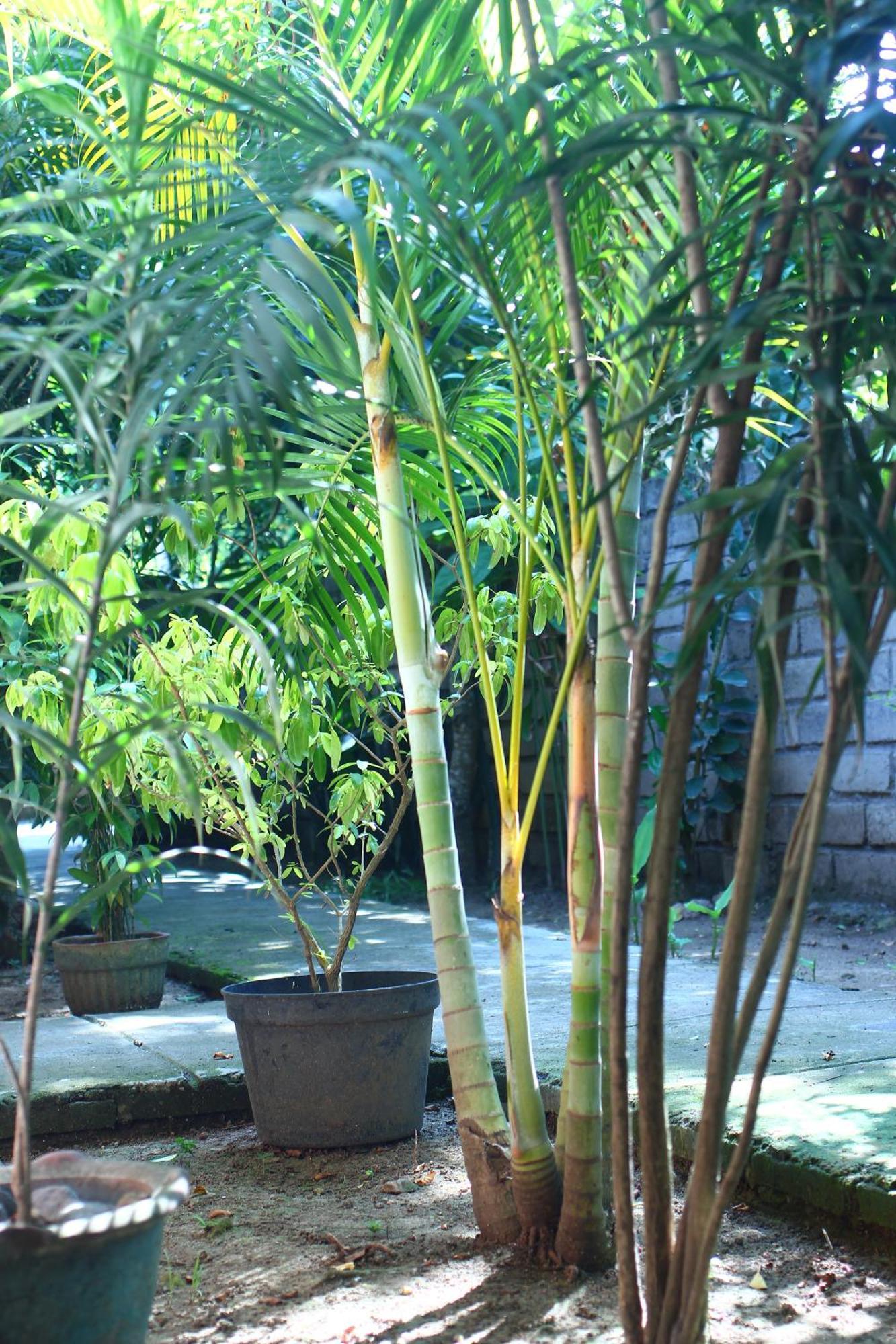 Three V Homestay Kuta  Buitenkant foto