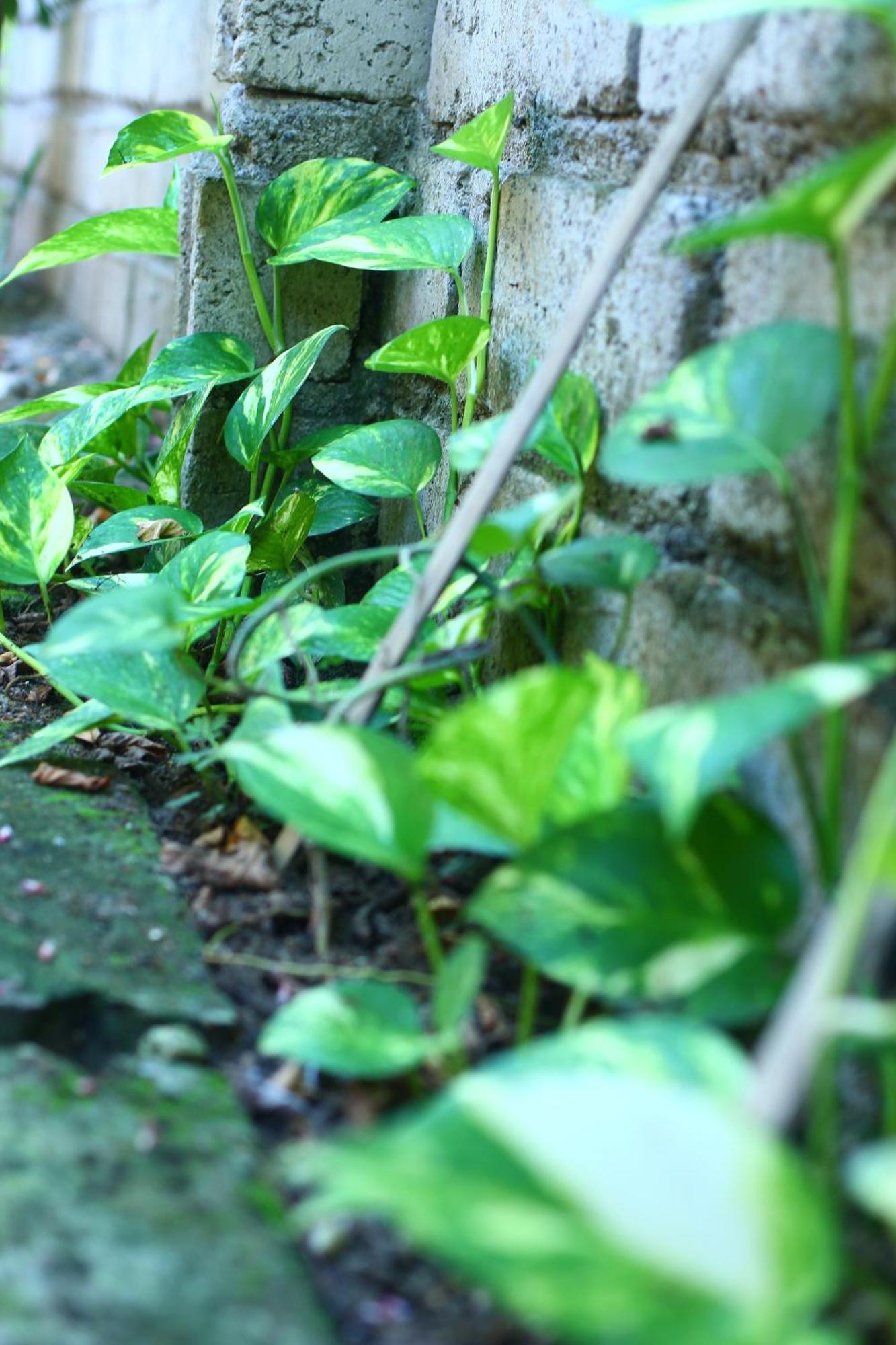 Three V Homestay Kuta  Buitenkant foto